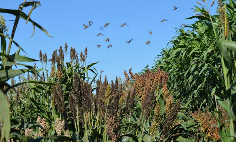 Sorghum study illuminates relationship between humans, crops and the environment in domestication