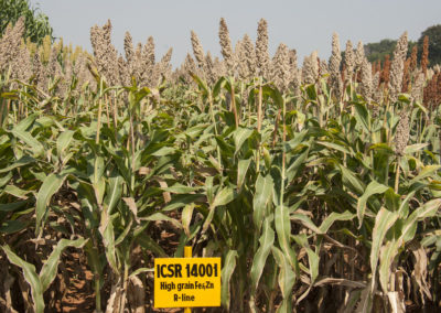 Traditional crops puff hopes for climate resilience in Kenya