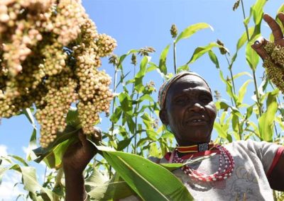 How sorghum is giving Kerio Valley peace, prosperity