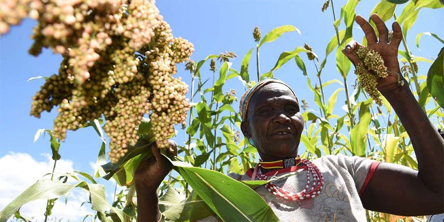 How sorghum is giving Kerio Valley peace, prosperity