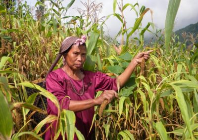 Against the grain: why millet is making a comeback in rural India