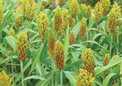 Editorial Comment: Promote benefits of small grains