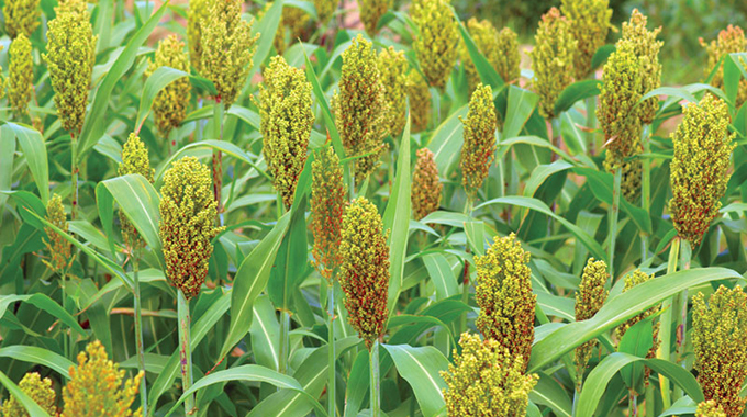 Editorial Comment: Promote benefits of small grains
