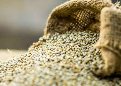 Bajra prices rise on export demand, local consumption Read more at:
