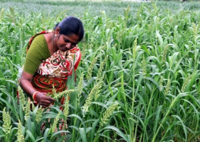 Millets can give you multipex-quality popcorn