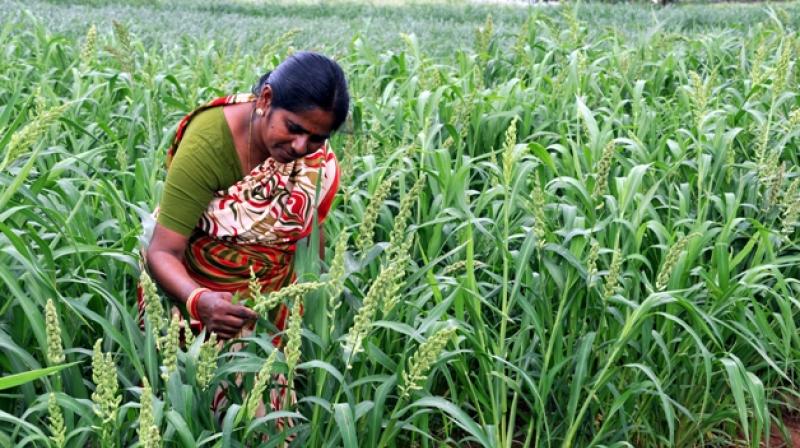Millets can give you multipex-quality popcorn