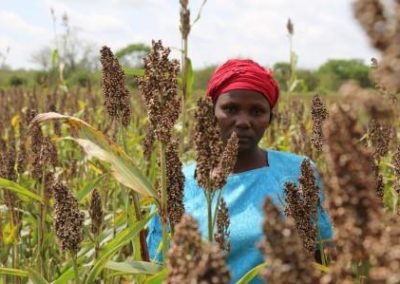 Kitui Sorghum Farmers Decry Lack Of Market Despite Bumper Harvest