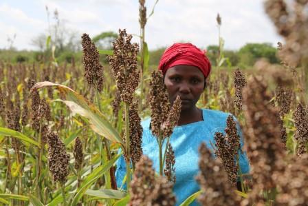 Kitui Sorghum Farmers Decry Lack Of Market Despite Bumper Harvest