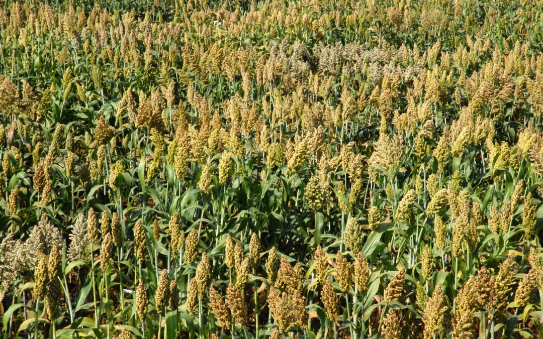 Nigeria to Begin Export of Sorghum – Crops Institute