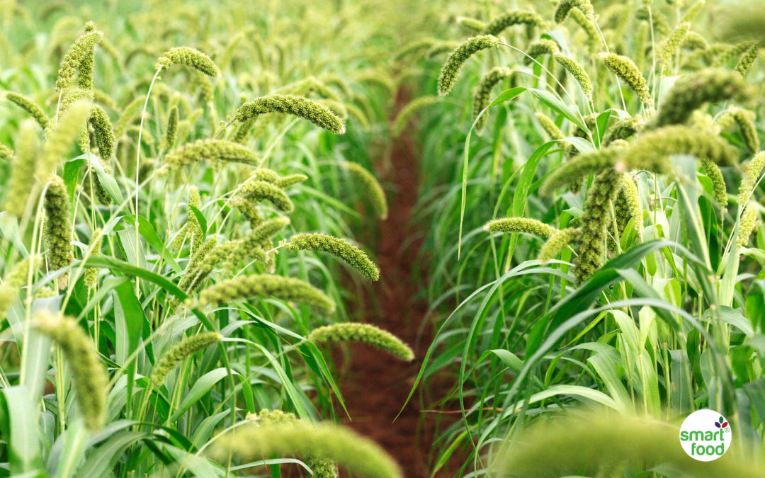 Heart Health: Proteins From Bran of Cereal Foxtail Millet May Be Good For Heart; Found A Study