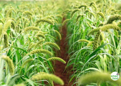 Heart Health: Proteins From Bran of Cereal Foxtail Millet May Be Good For Heart; Found A Study