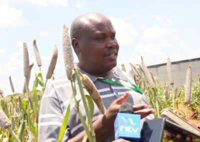 New Hybrid Seeds For Sorghum And Millet Farmers