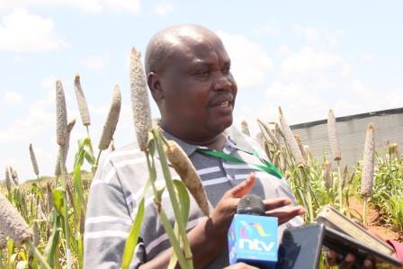 New Hybrid Seeds For Sorghum And Millet Farmers