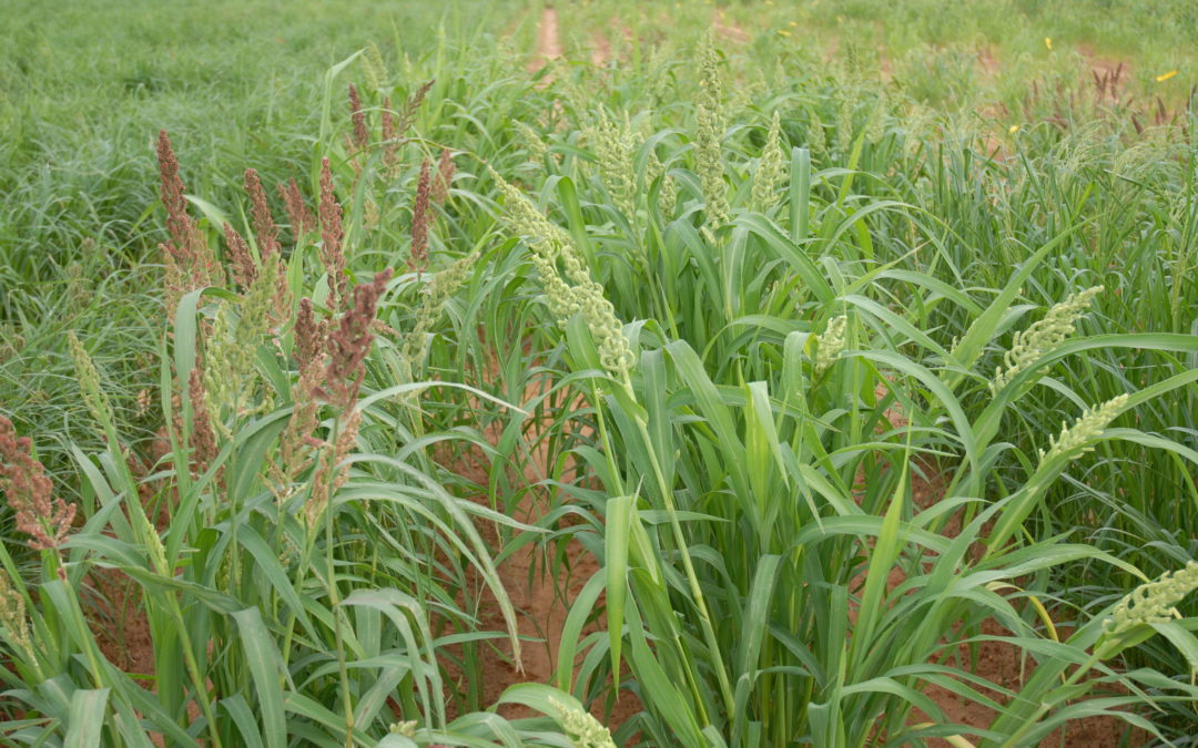 Ancient grain millet has potential to tackle drought, obesity and malnutrition, researcher says