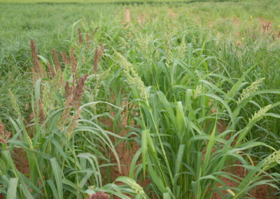 Ancient grain millet has potential to tackle drought, obesity and malnutrition, researcher says