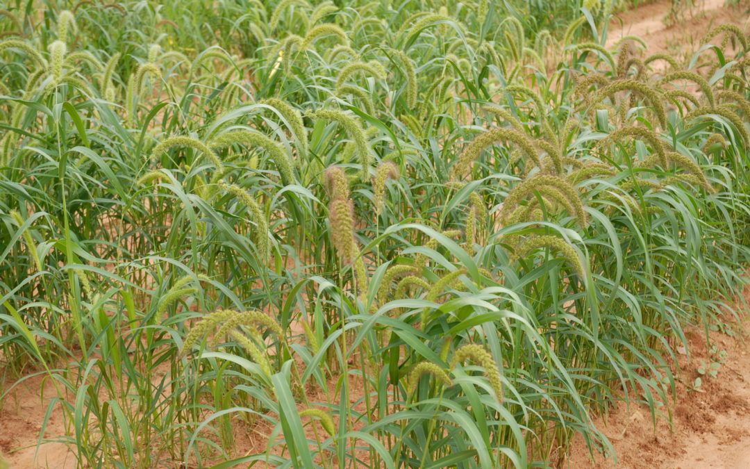 Rain-short Zimbabwe fights taboo against farming drought-hardy grain