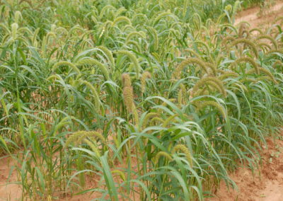 Rain-short Zimbabwe fights taboo against farming drought-hardy grain