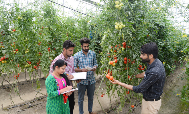 For immunity boost, residents turn to organic food products