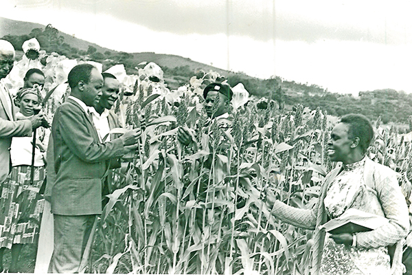 How colonial policies eclipsed millet, sorghum