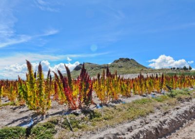 The Story Behind The Popular Superfood, Quinoa