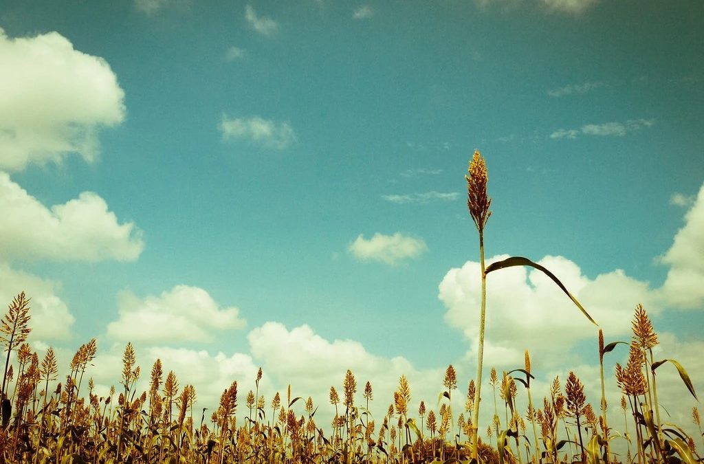 Why Awareness? The Millet White Paper Project – Part III