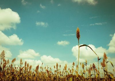 Why Awareness? The Millet White Paper Project – Part III