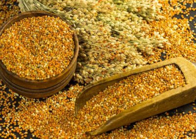 Why We Believe Millets are the Food of the Future