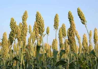 Hyderabad firm developing millet-based convenient foods