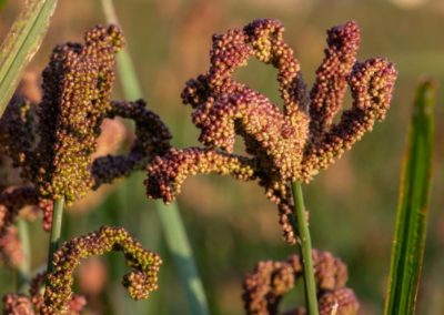 Finger millets get a modern twist