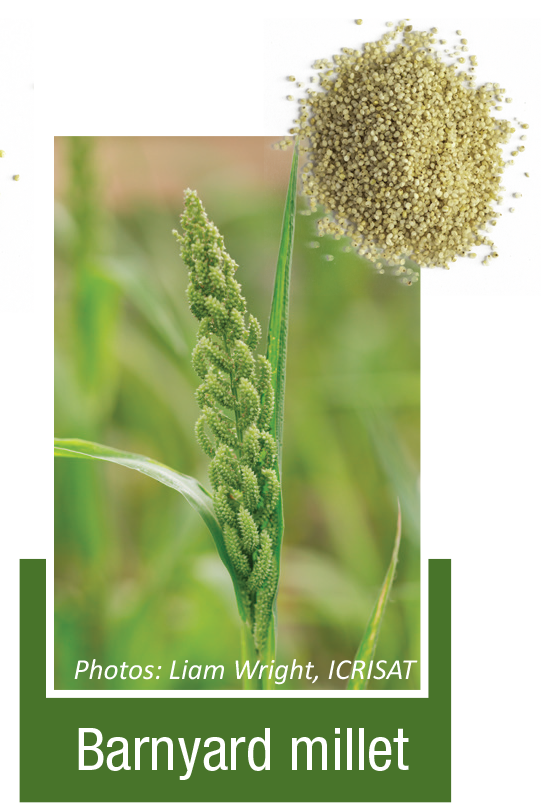 Barnyard MIllet