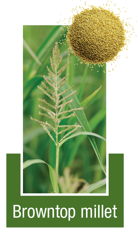 Browntop-millet