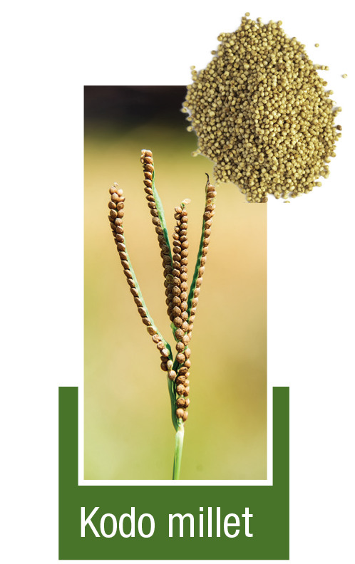 Kodo-millet
