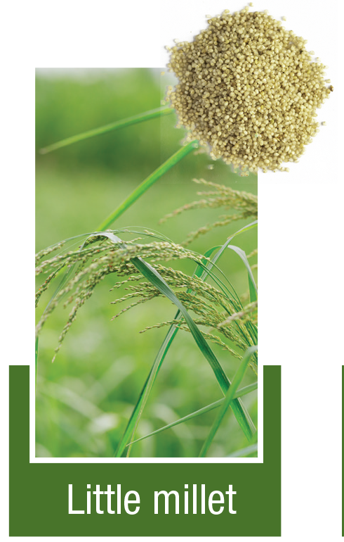 Little-millet