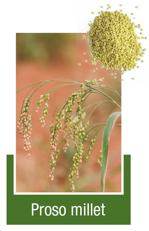 Proso-millet