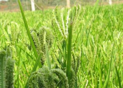 Odisha set to introduce locally produced millets into ICDS, PDS