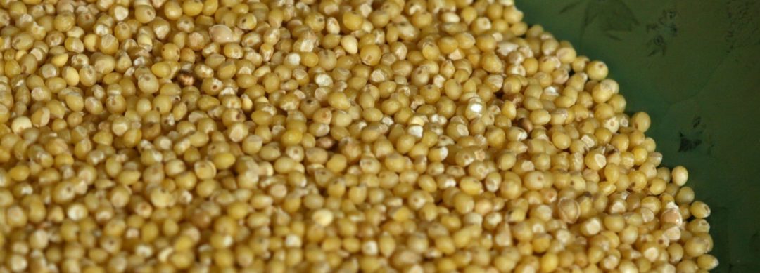 Giving good grains a better future      