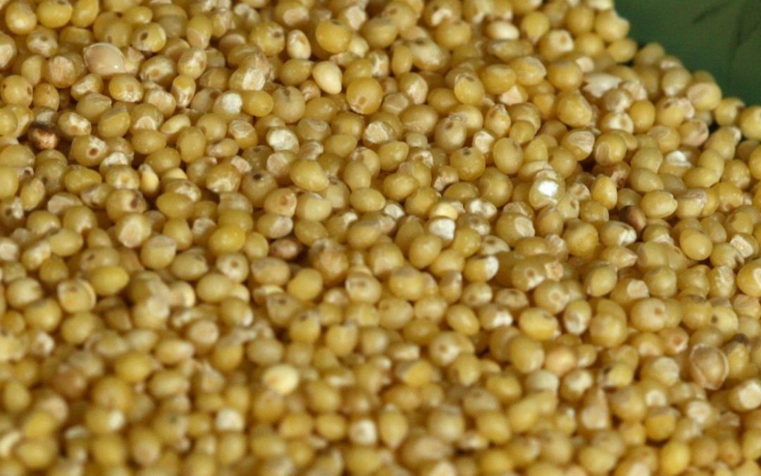 Giving good grains a better future      