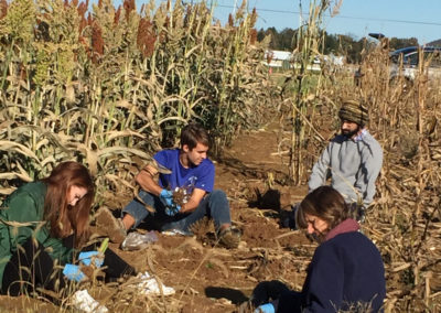 Flavonoids’ presence in sorghum roots may lead to frost-resistant crop