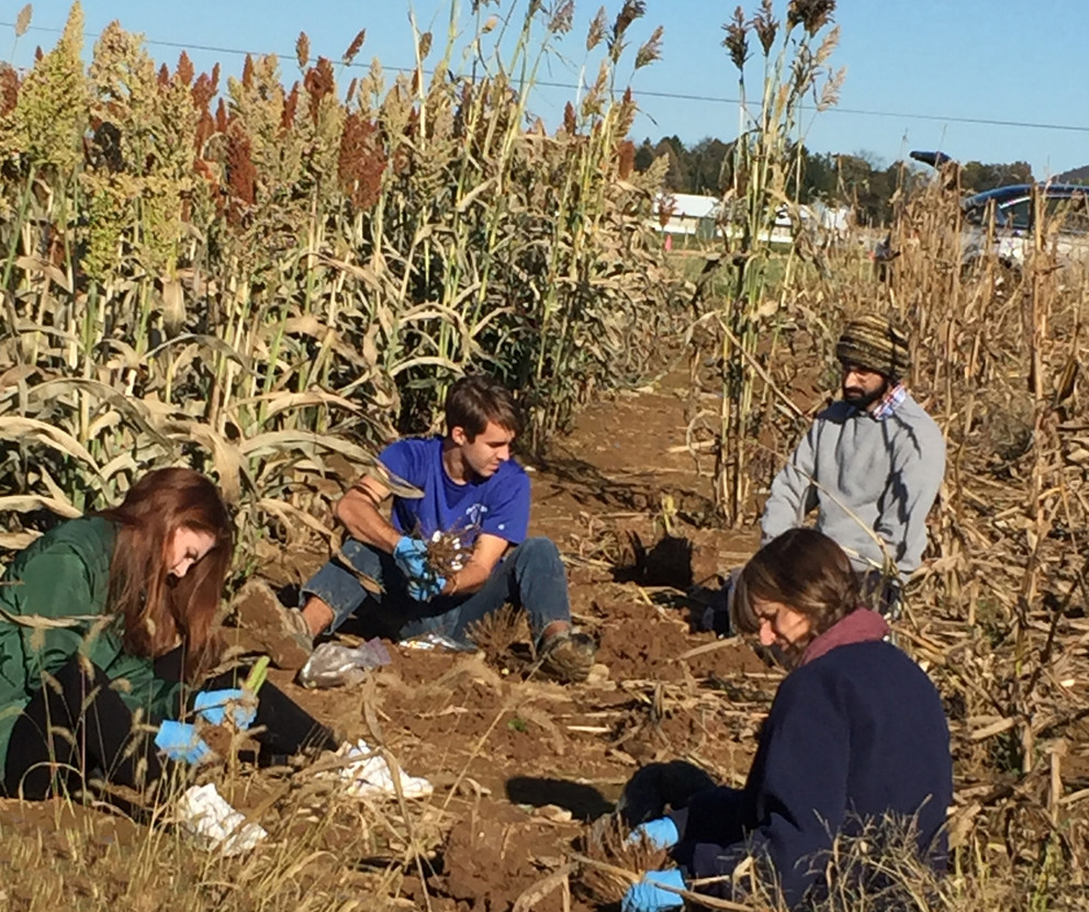 Flavonoids’ presence in sorghum roots may lead to frost-resistant crop