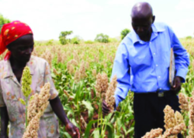 Traditional grains drive now making sense