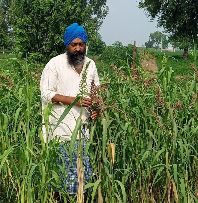 Amid pandemic, farmers growing millets to boost immunity