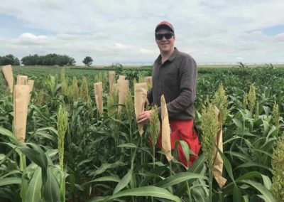 Sorghum Studied for Beer-Brewing Potential and Public Use