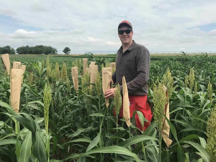 Sorghum Studied for Beer-Brewing Potential and Public Use