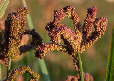 Millet, sorghum more than grain          