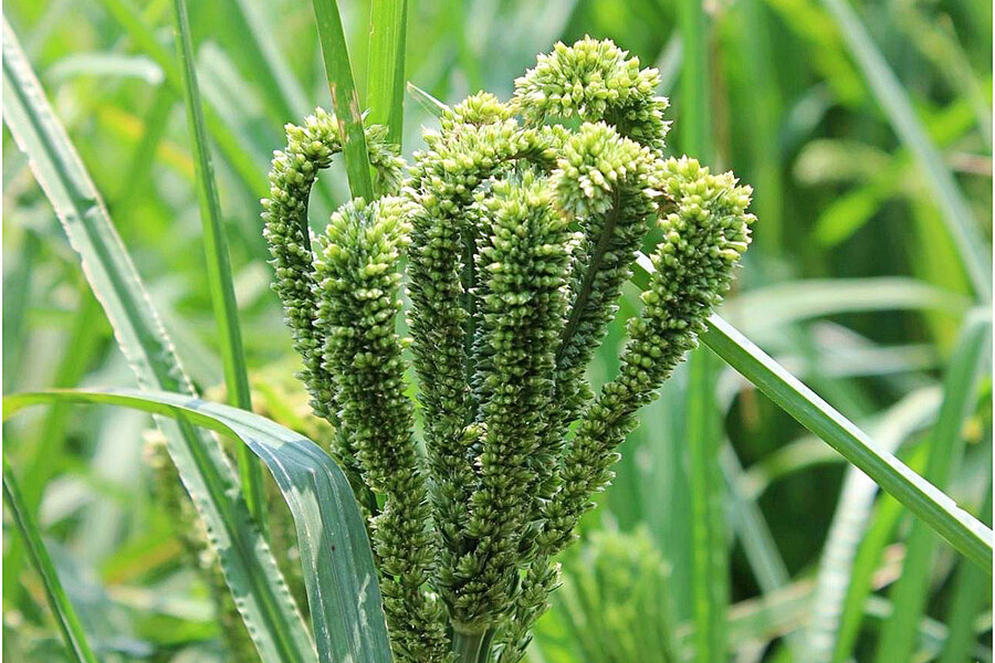 In India, an ancient grain is revived for the modern era