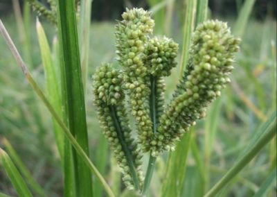 ‘Ragi’, The Wonder Millet For Holistic Eating & Weight Loss