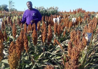 Improving protein digestibility in sorghum