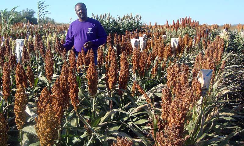 Improving protein digestibility in sorghum