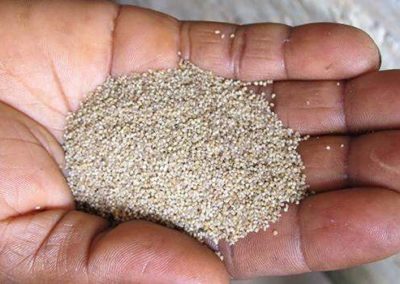 Nutritious millet crop could be genetically improved for large-scale agriculture