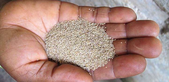 Nutritious millet crop could be genetically improved for large-scale agriculture
